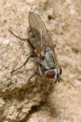 Leucophora