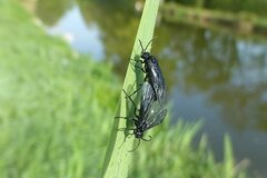 Rhadinoceraea micans