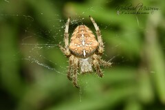 Araneus diadematus