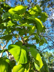 Thespesia grandiflora