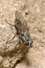 Leucophora