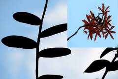 Epidendrum cinnabarinum