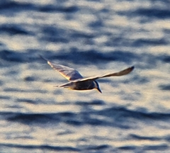 Sterninae