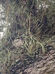Tillandsia balbisiana