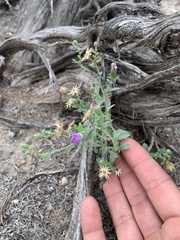 Dieteria canescens