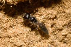 Passaloecus
