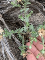 Dieteria canescens