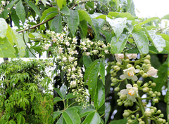 Sapindaceae