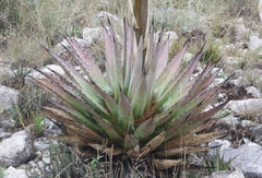 Agave gracilipes