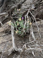 Dieteria canescens