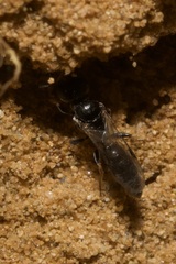 Passaloecus
