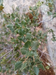 Quercus turbinella