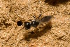 Passaloecus