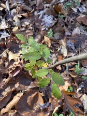 Ulmus alata