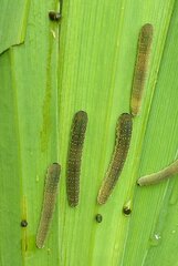 Rhadinoceraea micans