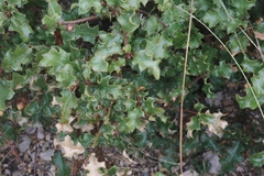 Quercus pungens