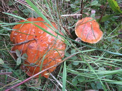 Suillus clintonianus