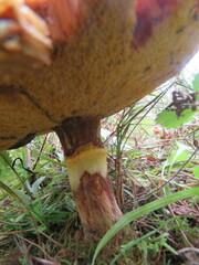 Suillus clintonianus