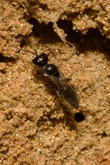 Passaloecus