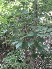 Calycophyllum candidissimum