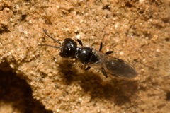 Passaloecus