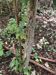Calycophyllum candidissimum