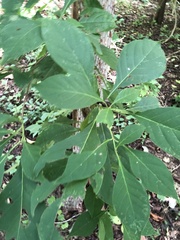 Calycophyllum candidissimum