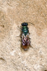 Chrysis ignita