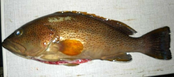 White-Edged Grouper