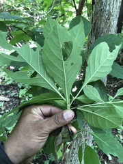 Calycophyllum candidissimum