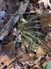 Allium vineale
