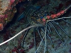 Panulirus versicolor