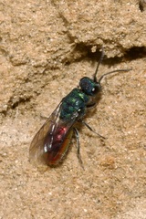 Chrysis ignita