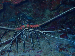 Panulirus versicolor