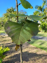 Coccoloba pubescens
