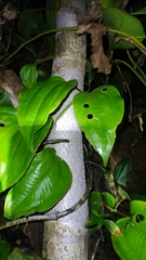 Adelobotrys adscendens