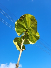 Coccoloba pubescens