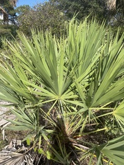 Serenoa repens