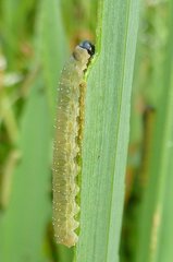 Rhadinoceraea micans