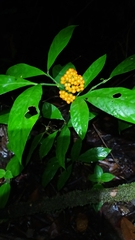 Palicourea racemosa