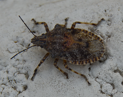 Brochymena