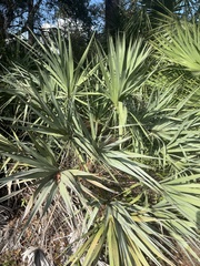 Serenoa repens
