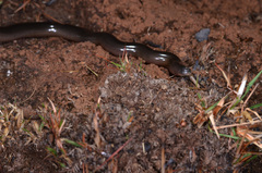 Afrotyphlops mucruso