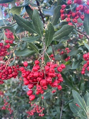 Pyracantha coccinea