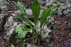Anthurium schlechtendalii