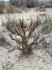 Cordylanthus kingii helleri