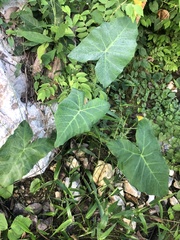 Xanthosoma robustum