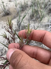 Cordylanthus kingii helleri