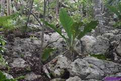 Anthurium schlechtendalii