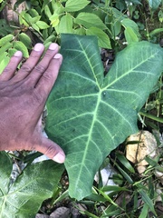 Xanthosoma robustum